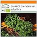 Foto SAFLAX - Ecológico - Col rizada - Invierno Westland - 70 semillas - Brassica oleracea nuevo éxito de ventas 2024-2023