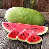 NIKA SEEDS - Fruit Watermelon Charleston Grey Green - 20 Seeds Photo, bestseller 2024-2023 new, best price $8.95 ($0.45 / Count) review