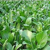 1000Pcs Choy Sum Yu Choy Chinese Flowering Cabbage Seeds Photo, bestseller 2024-2023 new, best price $7.99 review
