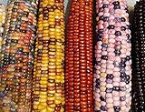 Mountain Indian Corn Seeds for Planting Outdoors, 100+ Rainbow Corn Seeds ( Mixed Painted Mountain Indian Corn ), Rainbow Corn Seeds, Ornamental Corn Photo, bestseller 2024-2023 new, best price $10.96 ($0.11 / Count) review