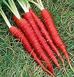 Atomic Red Carrots, 250 Heirloom Seeds Per Packet, Non GMO Seeds, (Isla's Garden Seeds), Botanical Name: Daucus Carrota, 80% Germination Rates Photo, bestseller 2024-2023 new, best price $5.99 ($0.02 / Count) review