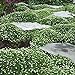 Photo Outsidepride Irish Moss Ground Cover Plant Seed - 10000 Seeds new bestseller 2024-2023