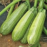 Grey Zucchini Squash Seeds | Mexican Gray Calabacita Summer Courgette Kousa / 20 Seeds by OrginBud Photo, bestseller 2024-2023 new, best price $10.20 review