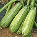 Photo Grey Zucchini Squash Seeds | Mexican Gray Calabacita Summer Courgette Kousa / 20 Seeds by OrginBud new bestseller 2024-2023