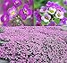 Photo BIG PACK - (60,000+) Alyssum Royal Carpet Seeds - Fragrant Lobularia maritima - Attracts Honey Bees, Butterfly - Ground Cover for Zones 3+ Flower Seeds By MySeeds.Co (Big Pack - Alyssum Royal Carpet) new bestseller 2024-2023