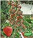 Foto BALDUR Garten Kletter-Erdbeere 'Hummi®', 3 Pflanzen Fragaria Erdbeerbäumchen schnellwachsende Klettererdbeeren, selbstfruchtend neu Bestseller 2024-2023