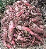 Red Mangel Mammoth Beet Seeds for Fodder or Survival Giant Up to 15 LB! 311C (1500 Seeds, or 1 oz) Photo, bestseller 2024-2023 new, best price $9.79 review