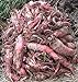 Photo Red Mangel Mammoth Beet Seeds for Fodder or Survival Giant Up to 15 LB! 311C (1500 Seeds, or 1 oz) new bestseller 2024-2023