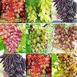 SAVIORD 100pcs Mixed Sweet Seedless Grape Fruit Seeds Photo, bestseller 2024-2023 new, best price $10.30 review