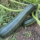 Coucourzelle Zucchini Samen für ca. 10 Pflanzen - gestreifte Früchte, ertragreich Foto, Bestseller 2024-2023 neu, bester Preis 1,69 € (0,17 € / stück) Rezension