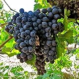 50+ Fresh Delicious Black Grape Round Variety Seeds Photo, bestseller 2024-2023 new, best price $7.99 ($0.16 / Count) review