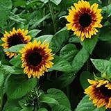 50+ Seeds (BTL) Sunflower : Pro Cut Bicolor Sunflower Fresh Photo, bestseller 2024-2023 new, best price $28.00 review