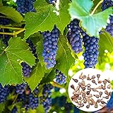 KOqwez33 Seeds for Garden Yard Potted Decoration,50Pcs/Bag Grape Seeds Phyto-Nutrients Rich Vitamins Perennial Indoor Potted Fruit Seeds for Garden - Grape Seeds Photo, bestseller 2024-2023 new, best price $1.50 review