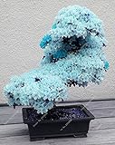 10 PCS ciel rare graines de sakura bleu bonsaï fleurs graines d'arbres de fleur plantes Bonsai Cherry Blossoms graines de cerisier pour la maison et le jardin Photo, best-seller 2024-2023 nouveau, meilleur prix 3,95 € examen