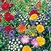 Photo Roll Out Flower Seeded Mats That Attract Butterflies - Set of 2, Butterfly new bestseller 2024-2023