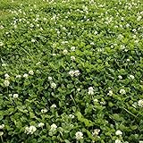 Outsidepride White Dutch Clover Seed: Nitro-Coated, Inoculated - 5 LBS Photo, bestseller 2024-2023 new, best price $34.99 review