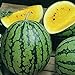 Photo David's Garden Seeds Fruit Watermelon Yellow Petite 9832 (Yellow) 25 Non-GMO, Heirloom Seeds new bestseller 2024-2023