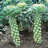 NIKA SEEDS - Vegetable Brussels Sprout Cabbage Green (Possible to Grow Indoor) - 150 Seeds Photo, bestseller 2024-2023 new, best price $6.95 ($0.05 / Count) review