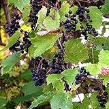 Wild Grape Vine Seeds (Vitis riparia) Packet of 10 Seeds Photo, bestseller 2024-2023 new, best price $8.97 ($0.90 / Count) review