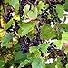 Photo Wild Grape Vine Seeds (Vitis riparia) Packet of 10 Seeds new bestseller 2023-2022