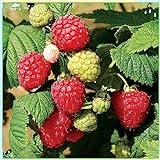 Fruit Plant Seeds 200+ Raspberry Seeds Bare Root Plants - All Season Collection Photo, bestseller 2024-2023 new, best price $7.99 review