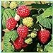 Photo Fruit Plant Seeds 200+ Raspberry Seeds Bare Root Plants - All Season Collection new bestseller 2024-2023