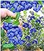 Foto BALDUR Garten Trauben-Heidelbeere 'Reka® Blue', 1 Pflanze, Blaubeeren Heidelbeeren Pflanze, Vaccinium corymbosum reichtragend neu Bestseller 2024-2023