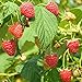 Photo Red Raspberry Seeds (Rubus idaeus) Packet of 50 Seeds new bestseller 2024-2023