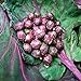 Foto Mil-dirigido la nave libre de la púrpura de semillas de col coles de Bruselas col Mini semillas de plantas hortícolas - 40 semillas nuevo éxito de ventas 2024-2023