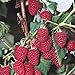 Photo 5 Heritage Everbearing Red Raspberry Plants (5 Lrg 2yr Bare Root Canes) Zone 3-8 new bestseller 2023-2022