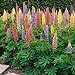 Photo Outsidepride Lupine Russells Plant Flower Seed - 500 Seeds new bestseller 2024-2023