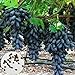 Foto Samen für Pflanzen, 100 Stück schwarze Finger Traubenkerne leckere Obstpflanze Garten Bonsai Dach Dekor – Traubensamen neu Bestseller 2024-2023