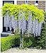 Foto BALDUR Garten Blauregen auf Stamm winterhartes Stämmchen, 1 Pflanze Wisteria sinensis Glycinie Zierstämmchen neu Bestseller 2024-2023