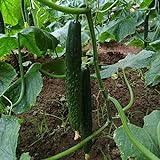 50Pcs High Yielding Cucumber Seeds for Planting Non-GMO Vegetable Seeds Garden Seed ,for Growing Seeds in The Garden or Home Vegetable Garden Photo, bestseller 2024-2023 new, best price $6.99 review