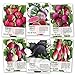 Photo Seed Needs, Multicolor Radish Seed Packet Collection (6 Individual Packets) Non-GMO Seeds new bestseller 2024-2023