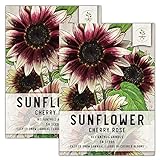Seed Needs, Cherry Rose Sunflower (Helianthus annuus) Twin Pack of 50 Seeds Each Photo, bestseller 2024-2023 new, best price $8.85 ($0.09 / Count) review