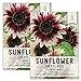 Photo Seed Needs, Cherry Rose Sunflower (Helianthus annuus) Twin Pack of 50 Seeds Each new bestseller 2024-2023