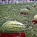 Foto TENGGO Egrow 30Pcs Semillas de Gigante Sandía Negra Tyrant Rey Semillas de Sandía Fruta de Jardín nuevo éxito de ventas 2024-2023