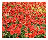 Red Flanders Poppies - 50,000 Flanders Poppy Seeds - Marde Ross & Company Photo, bestseller 2024-2023 new, best price $11.99 ($0.00 / Count) review