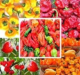 BIG PACK - (500+ Seeds) Hot Pepper Combo I - Bhut Jolokia Ghost Pepper, Habanero Orange, Habanero Red, Jamaican Yellow, Jamaican Red Pepper Seeds- Non-GMO Seeds by MySeeds.Co (BIG PACK - Hot Pepper I) Photo, bestseller 2024-2023 new, best price $19.95 ($0.04 / Count) review