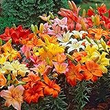 Asiatic Lilies Mix (10 Pack of Bulbs) - Freshly Dug Perennial Lily Flower Bulbs Photo, bestseller 2024-2023 new, best price $21.67 ($2.17 / Count) review