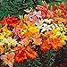 Photo Asiatic Lilies Mix (10 Pack of Bulbs) - Freshly Dug Perennial Lily Flower Bulbs new bestseller 2024-2023