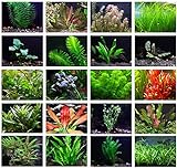 Texas Aquarium Plant Bundle - 20 Species Live Aquarium Plants Package Photo, bestseller 2024-2023 new, best price $64.88 ($3.24 / Count) review