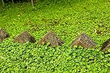 Rasenersatz Bodendecker Dichondra repens silberregen 300 SAMEN -Gras, das nicht tobe gemäht Foto, Bestseller 2024-2023 neu, bester Preis 2,99 € Rezension