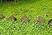 Foto Rasenersatz Bodendecker Dichondra repens silberregen 300 SAMEN -Gras, das nicht tobe gemäht neu Bestseller 2024-2023
