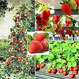 250+ Red Climbing Strawberry Seeds Everbearing Fruit Plant Home Garden Sweet and Delicious Photo, bestseller 2024-2023 new, best price $8.00 ($0.03 / Count) review