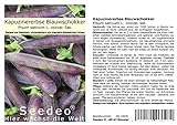 Seedeo® Kapuzinererbse 'Blauwschokker' (Pisum sativum L. convar. sat.) ca. 100 Samen BIO Foto, Bestseller 2024-2023 neu, bester Preis 2,95 € Rezension