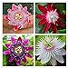 Photo 50pcs Passion Flower Seeds Garden Rare Passiflora Incarnata Potted Plants Seeds new bestseller 2023-2022