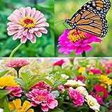 Zinnia Seeds for Planting Outdoors, Over 480 Seeds Giving You The Zinnia Flowers You Need, Zinnia Elegans, 4.2 Grams, Non-GMO Photo, bestseller 2024-2023 new, best price $4.97 review