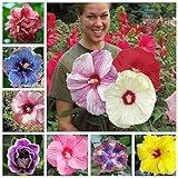 100+ Pcs Mixed Hibiscus Seeds Giant Flowers Perennial Flower - Ships from Iowa, USA Photo, bestseller 2024-2023 new, best price $7.98 ($0.08 / Count) review